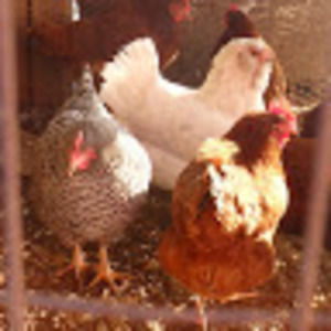 Meet your Posher, Isabel